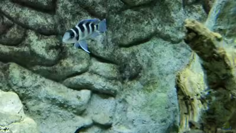 Neolamprologus tretocephalus von Der Engländer (4)