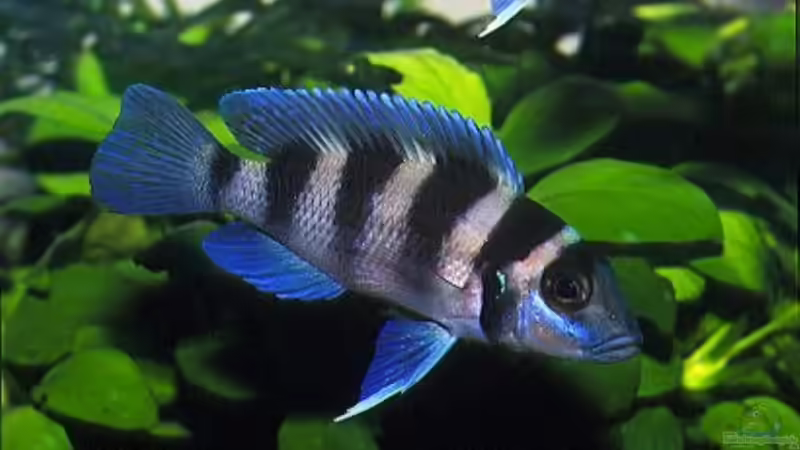 Neolamprologus tretocephalus von Detlef Fuchs (3)