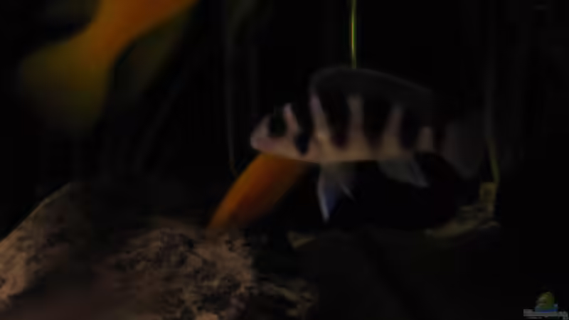 Neolamprologus tretocephalus von Haens84 (28)