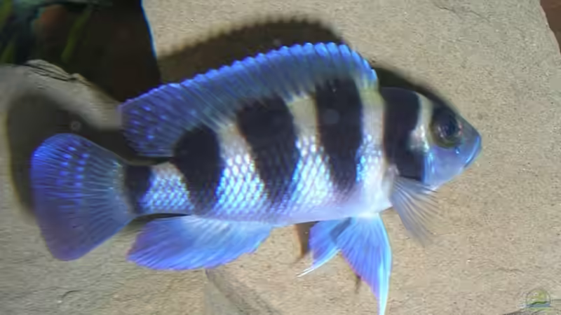 Neolamprologus Tretocephalus von Mikolas Rost (12)