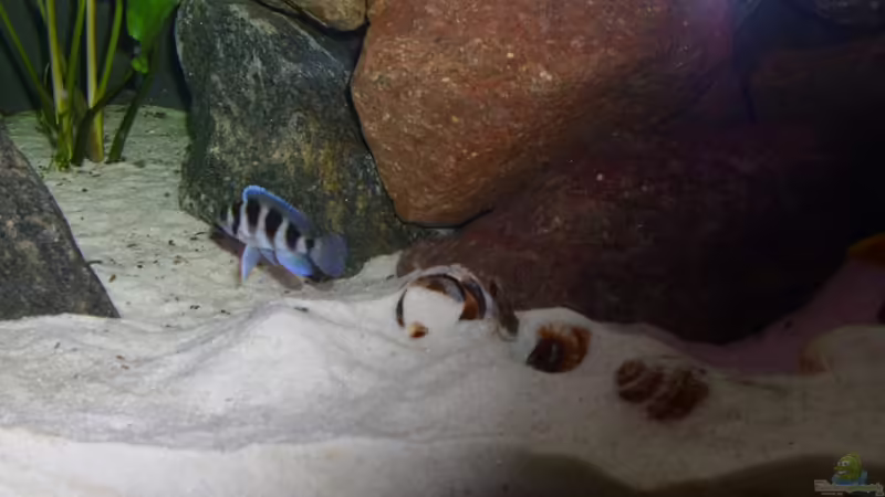 Aquarien mit Neolamprologus tretocephalus (Fünfstreifen-Tanganjikabuntbarsch)