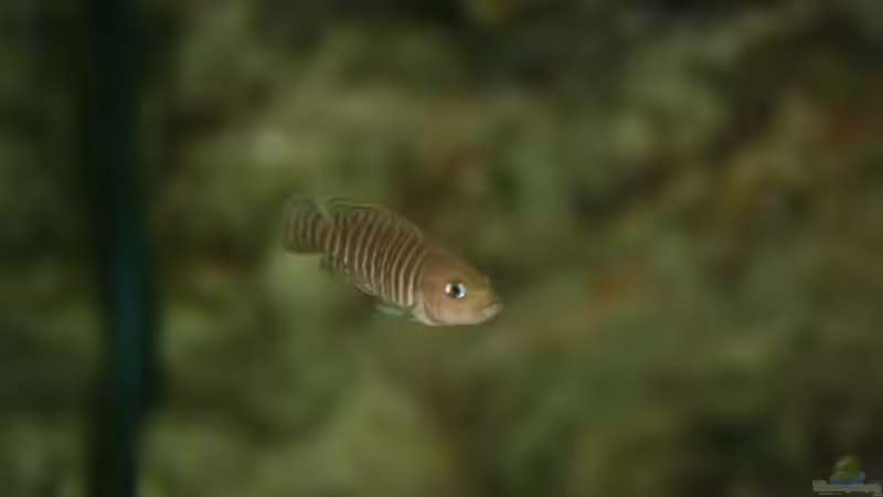 Neolamprologus von Katrin Rätz (12)