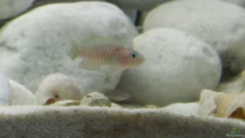 Neolaprologus multifasciatus von Markus Tratschitt (8)