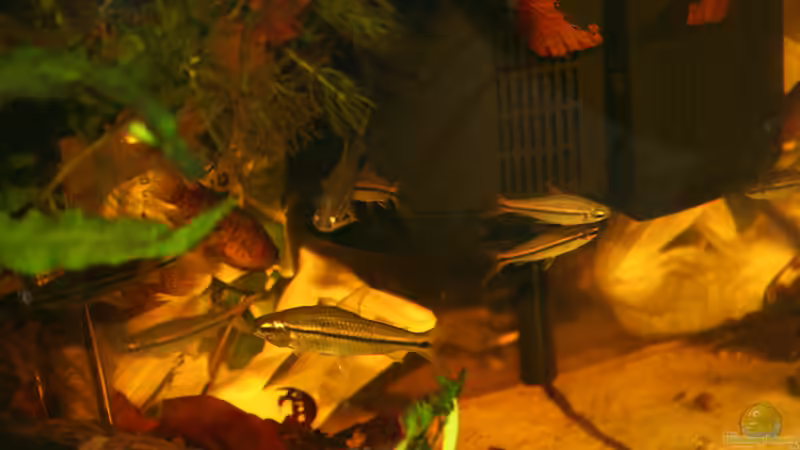 Neolebias unifasciatus von Stanislav Kislyuk (5)