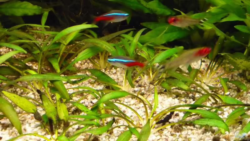 Neon / Rotmaulsalmler von Michi 82 (22)