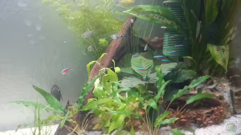 Aquarien mit Hyphessobrycon elachys (Schilfsalmler)