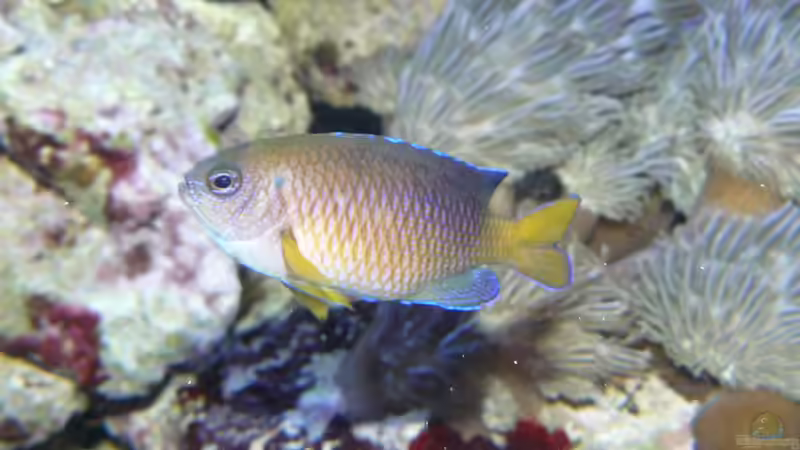 Neon Demoiselle - Pomacentrus auriventris von Truthahnmann (93)