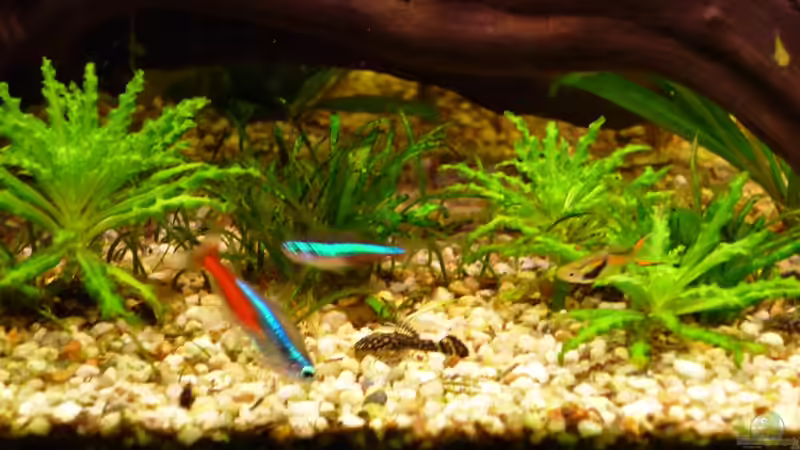 Neon (ein paar von Vielen) von MaTrou (8)