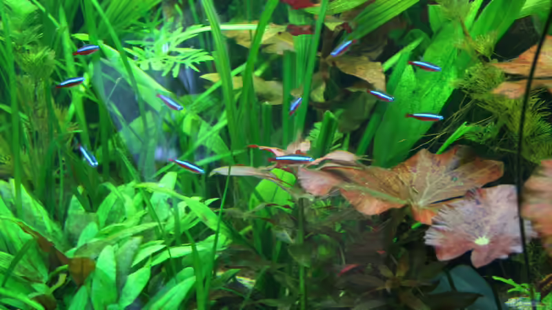 Neon-Family von Oli M. (16)