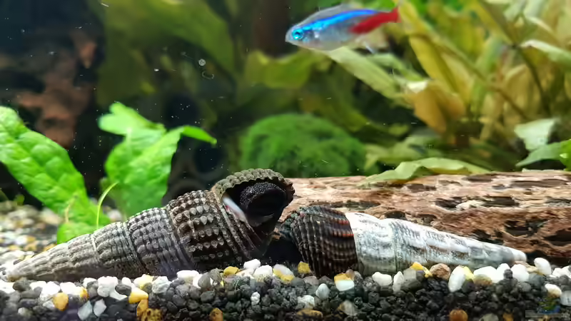 Neon Fisch Kontakt Tymolinais  von Manuela&Mike (24)