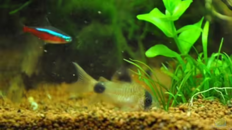 Neon freut sich über hochgewirbeltes Futter von Garfield (36)