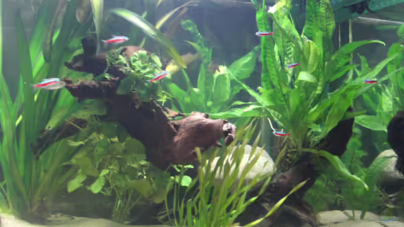 Neon-Lights von Dr. Dr. Kliem (13)