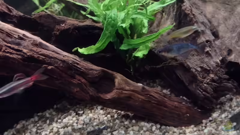 Neon Reisfische 16.10.2021 von C-NA (40)