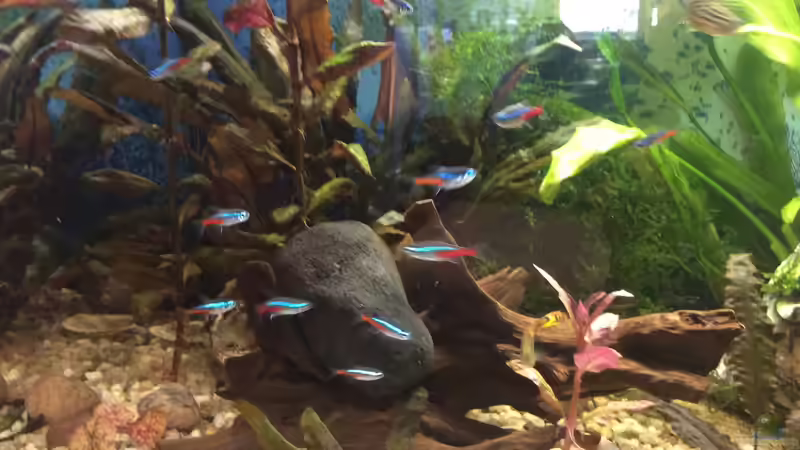 Neon Salmer von Anni Nixe (2)