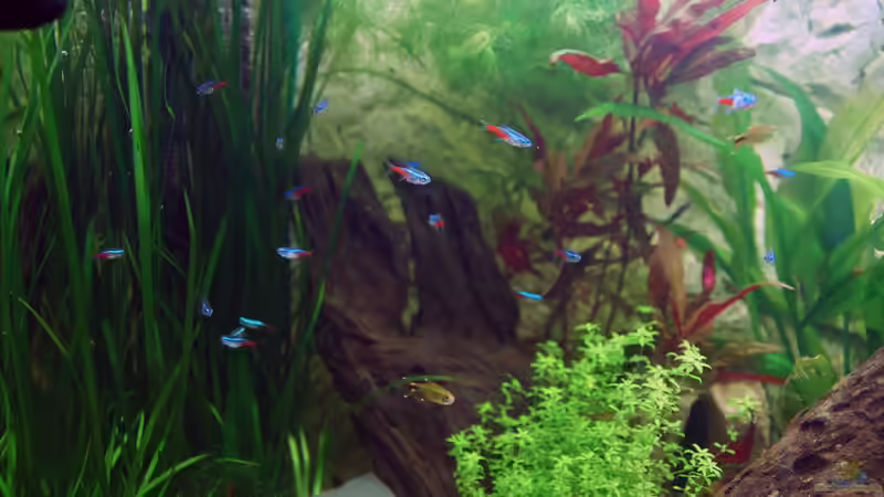 Neon Salmler von daKING (17)