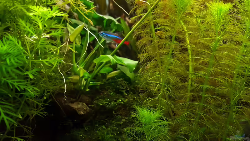 Neon Salmler von Mel (38)