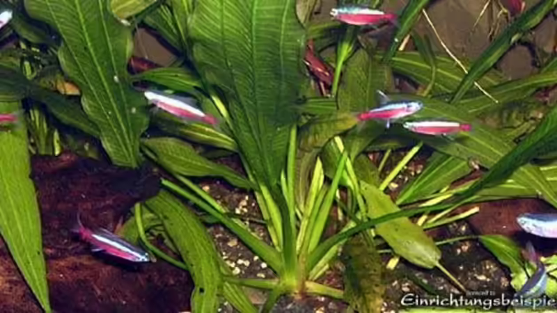 Neon Schwarm von Adrian Dürst (7)