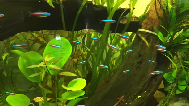 Neon Schwarm von Embasch (25)