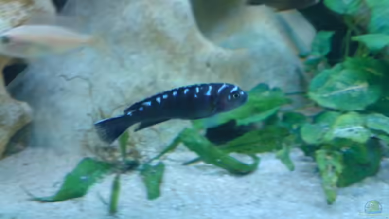 Neon Spot Männchen von Sebastian Puhl (11)