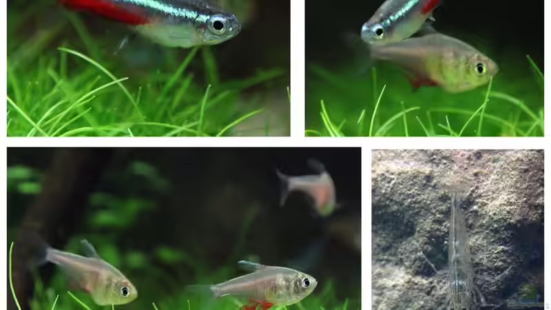 Neon Tetra, Roter von Rio, Armanogarnele von Tilo Schmiedl (19)