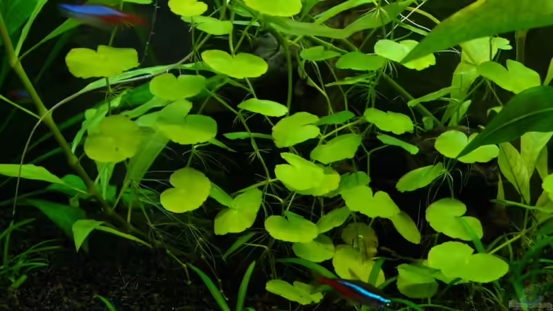 Neon Tetra  von CommanderKeen (14)