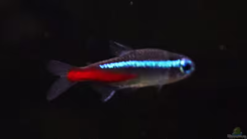 Neon Tetra von Maria Glas (12)