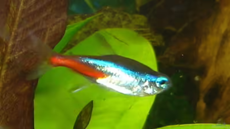 Neon Tetra von Susanne Kruse (23)