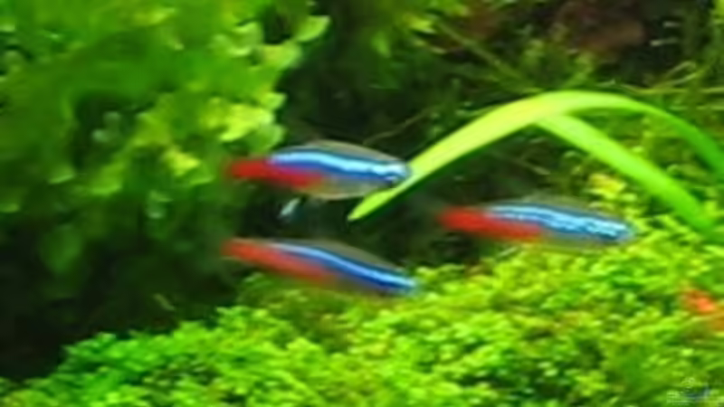 Neon Tetras  von Silvia (18)