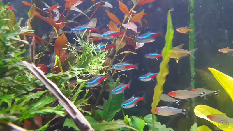 Neon und Blehers Rotkopfsalmler von Mel (46)