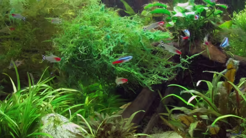 Neon und Rotmaulsalmer von Daniel Scherrer (4)