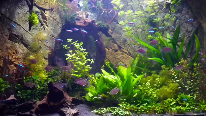 Neon und Rotrücken Kirschfleck Salmler 31.12.12 von Michel (61)