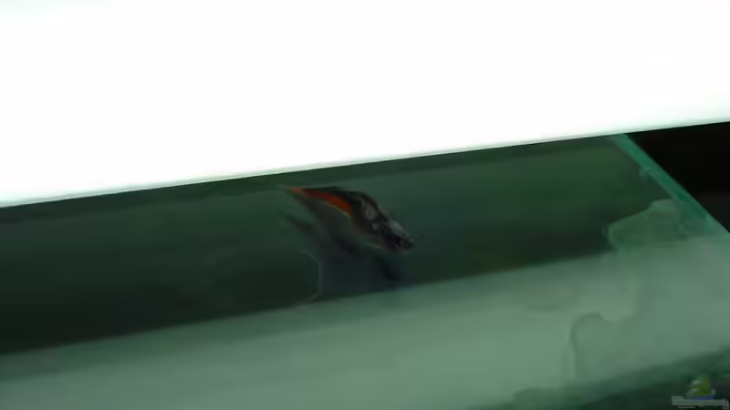 Neon unterm Solarium - keine Ahnung, wie der dahin kam... von Chris 81 (22)