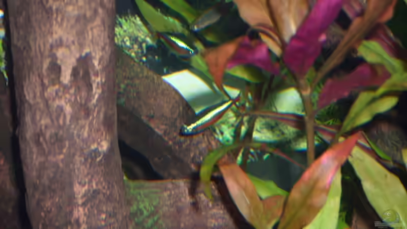 Neon von AQ Nano (21)