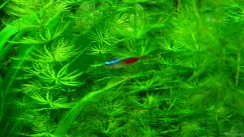 Neon von Chrihilefi (5)