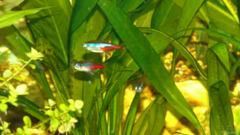 Neon von Denis Aschenbach (11)