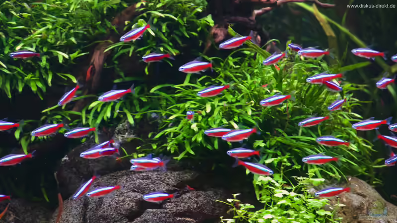 Neon von Diskus-Direkt (11)