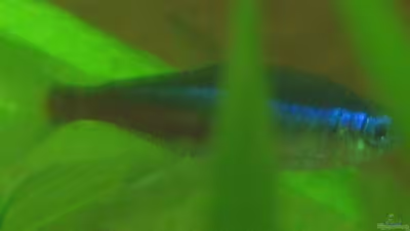 Neon von Frank Förster (16)