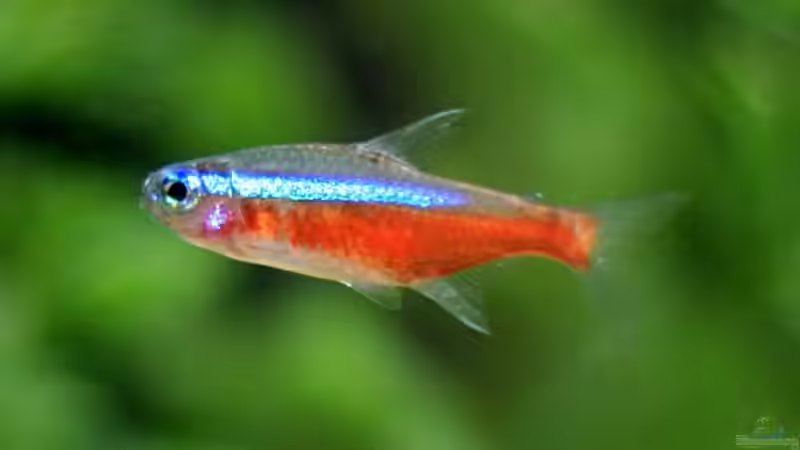 Neon von Gaspode (21)