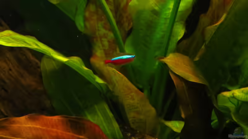 Neon von Jan S. (39)