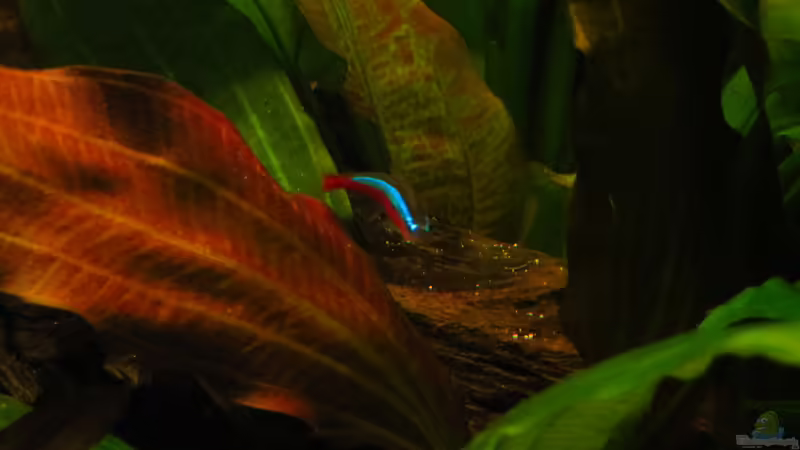 Neon von Jan S. (44)