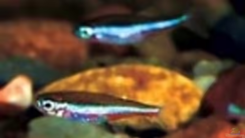 Neon von Jannik Fromm (3)