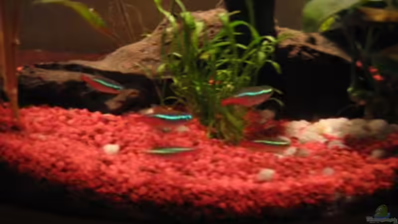 Neon von Jens Kaufmann (6)