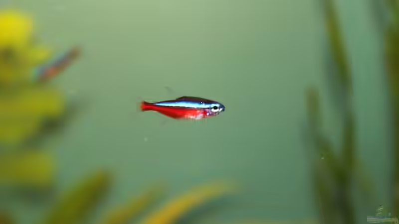 Neon von Stefan F. (21)