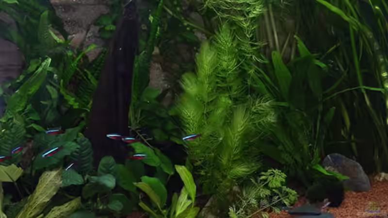 Neon von Werner Müller (24)