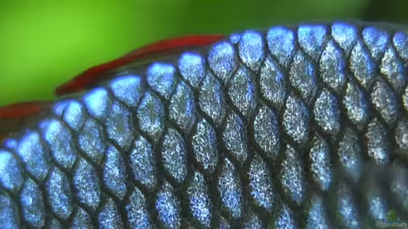 NEON-Zwerg-Regenbogenfisch von axolotl (96)