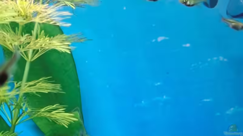 Neonbärbling von ernst11 (31)