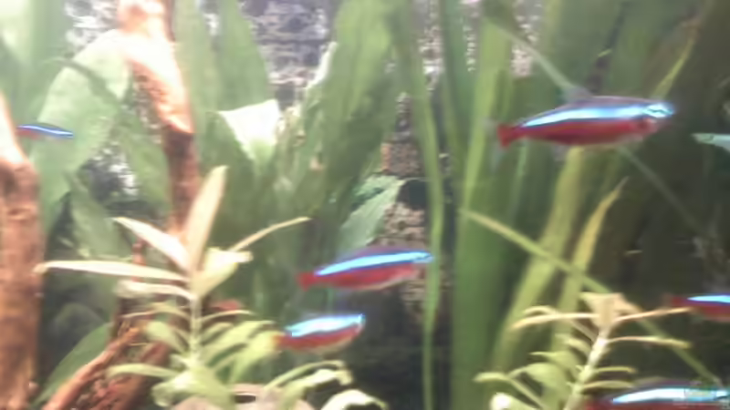 Neonfische von Steffi & Hans (12)