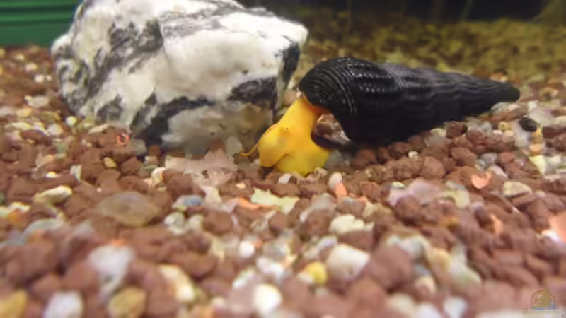 Tylomelania sp. Orange im Aquarium (Einrichtungsbeispiele für Orangene Felsenschnecke)