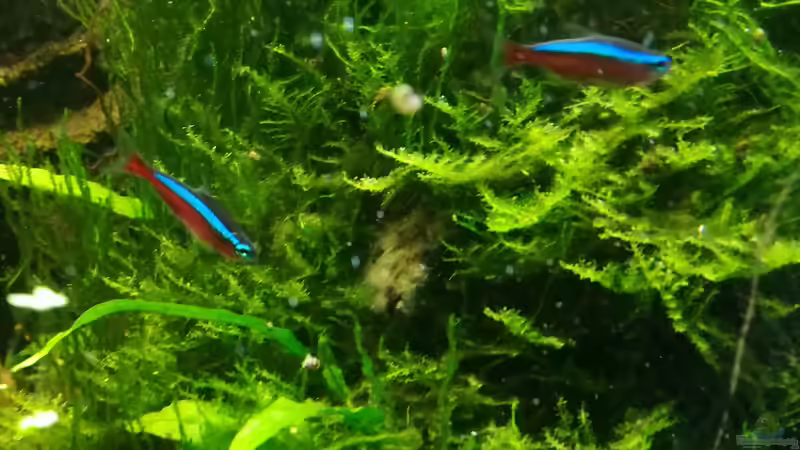 Neons...  von Bermuda 3eck (47)