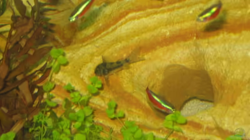 Neons + Panzerwels von Christian Dobler (3)